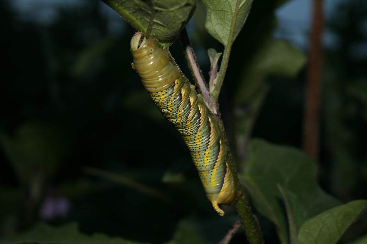 Bruchi di Acherontia atropos